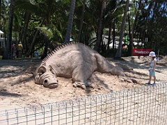 CairnsTC080 Palm Cove